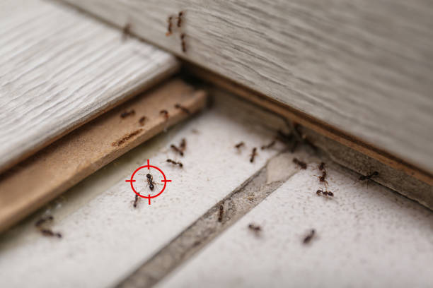 Best Pest Inspection Near Me  in Madison Park, NJ